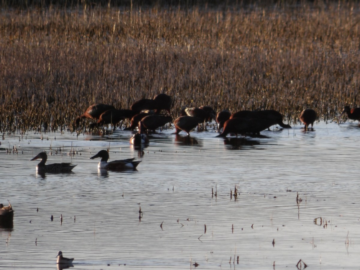 White-faced Ibis - ML617346936