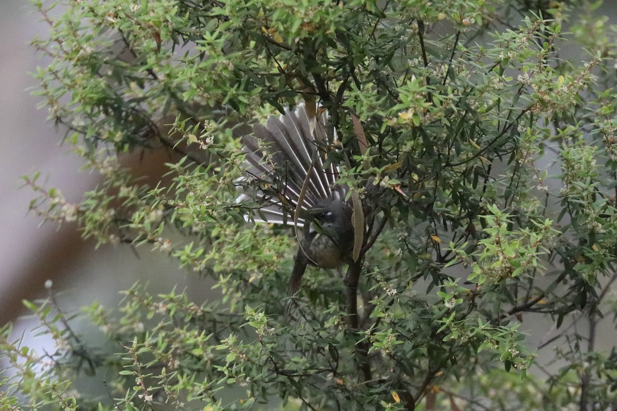 Gray Fantail (albiscapa) - Henry Burton