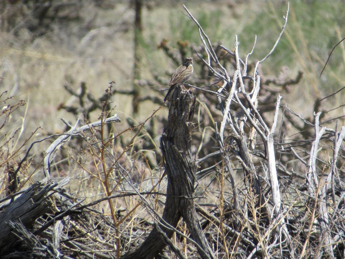 Vesper Sparrow - ML617347062