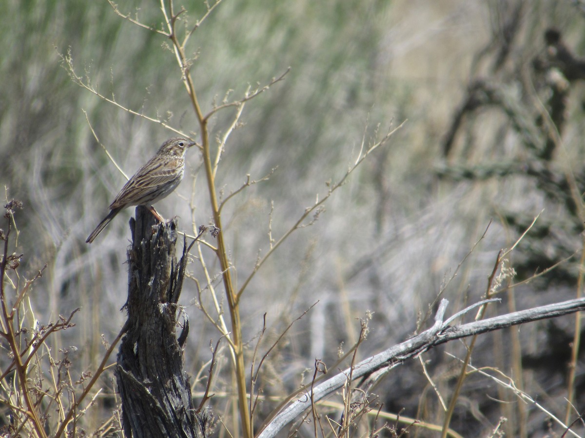 Vesper Sparrow - ML617347063