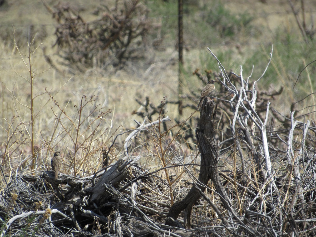 Vesper Sparrow - ML617347064
