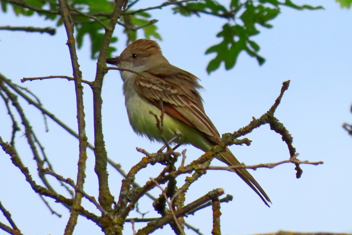 Ash-throated Flycatcher - ML617347069