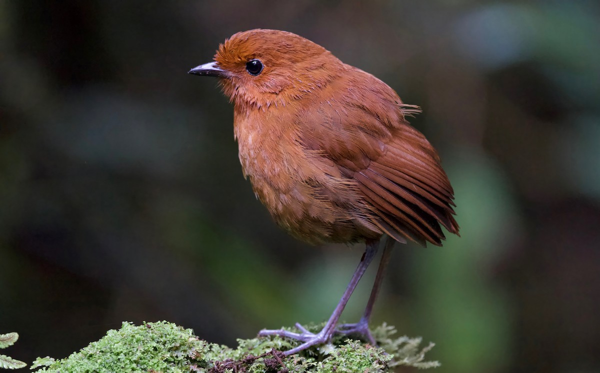 Chestnut Antpitta - ML617347103