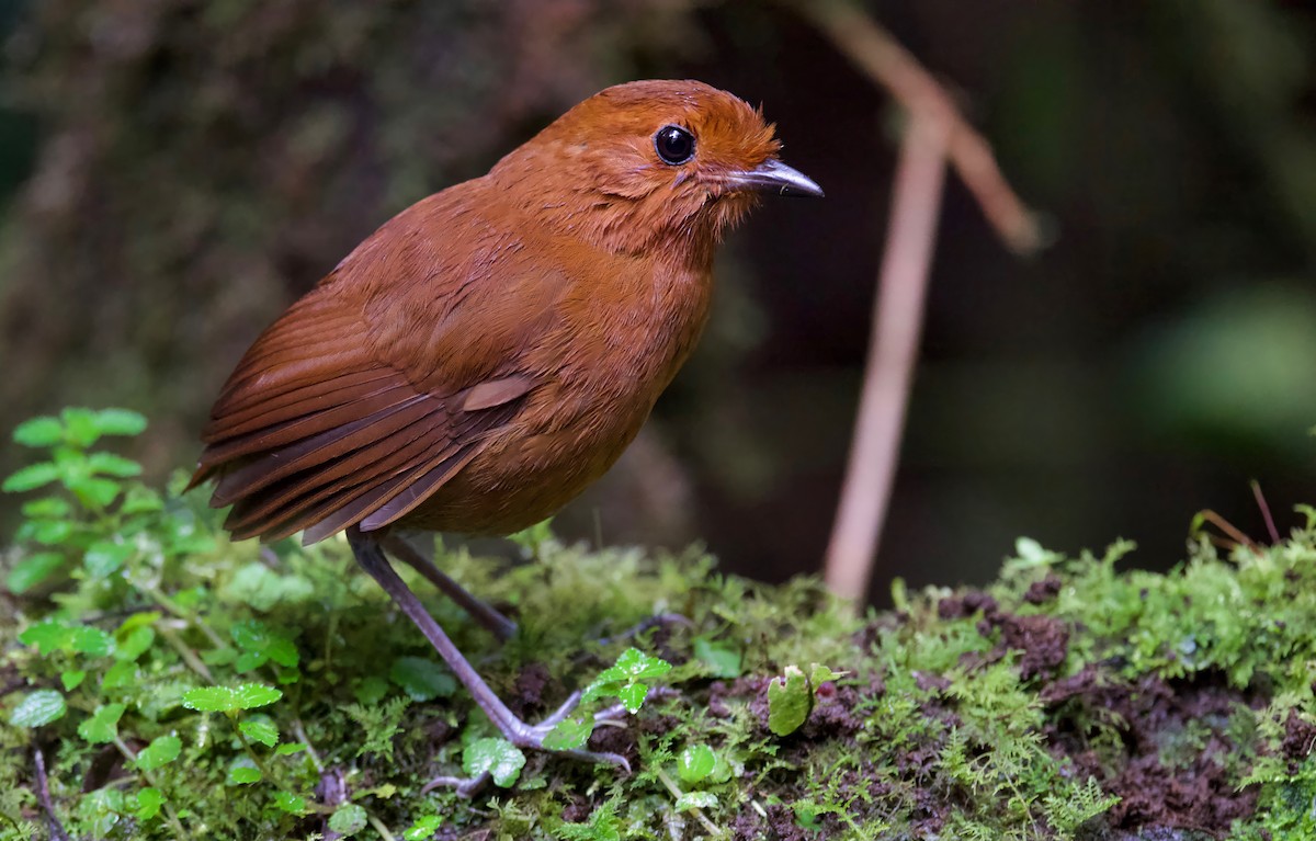 Chestnut Antpitta - ML617347105