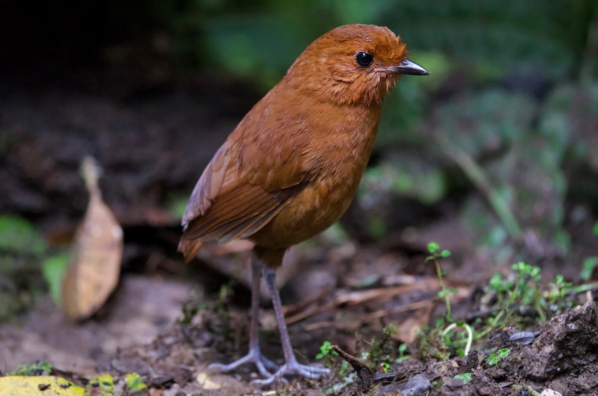 Chestnut Antpitta - Ken Rosenberg