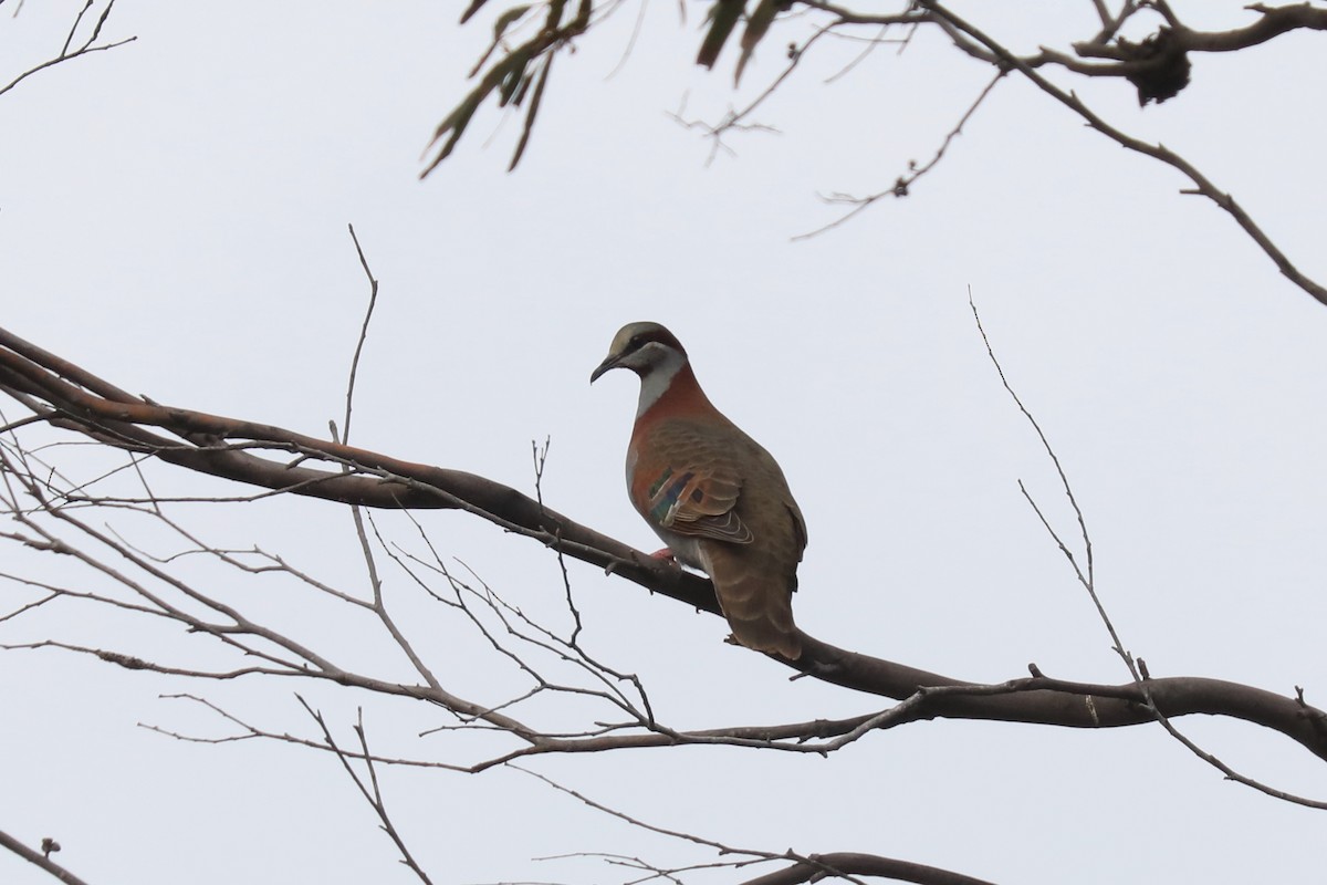 Brush Bronzewing - Henry Burton