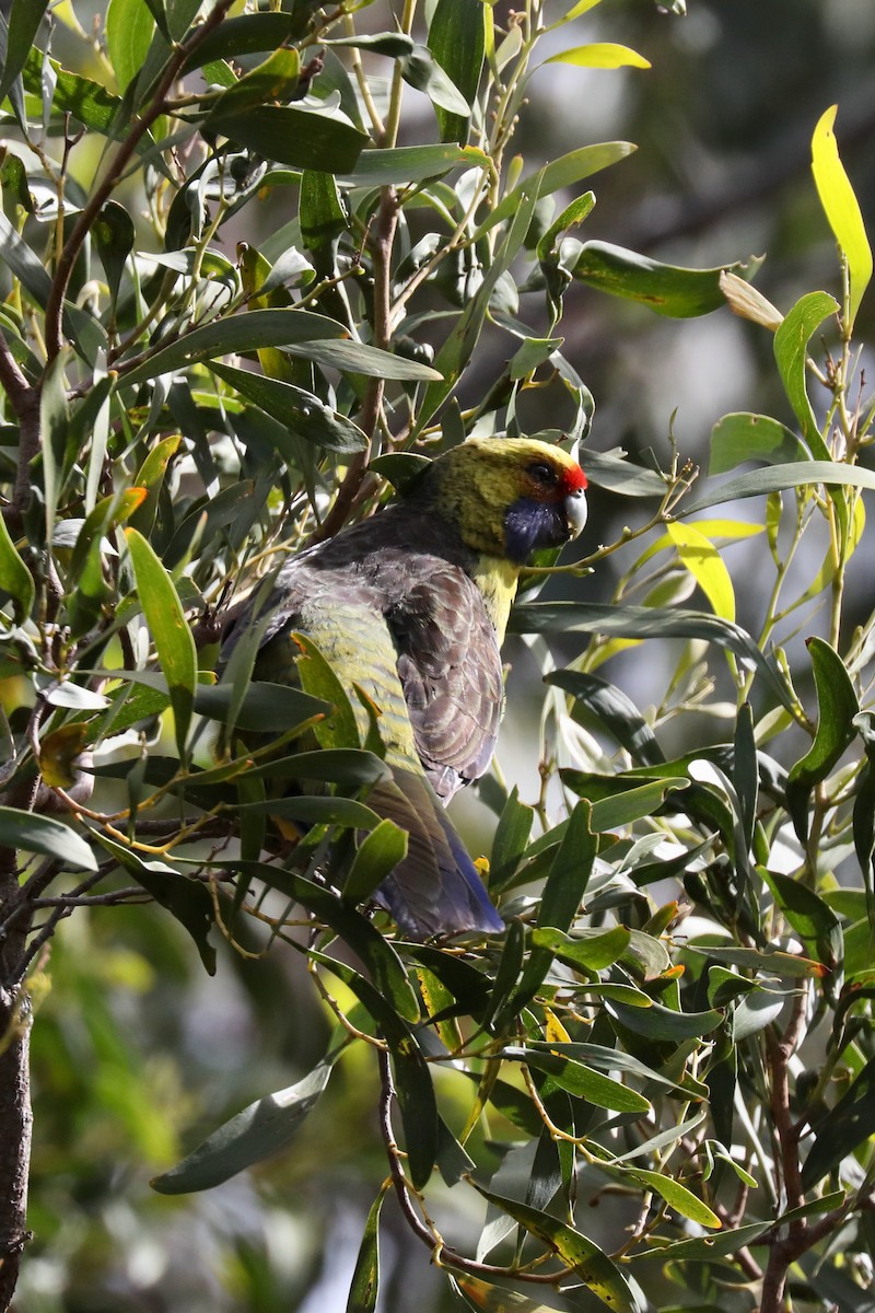 Green Rosella - ML617347179