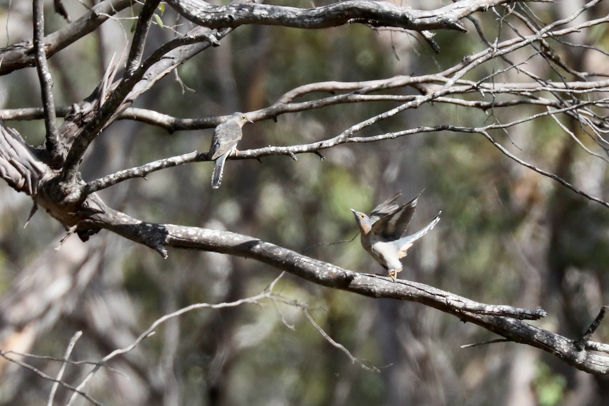 Fan-tailed Cuckoo - ML617347199