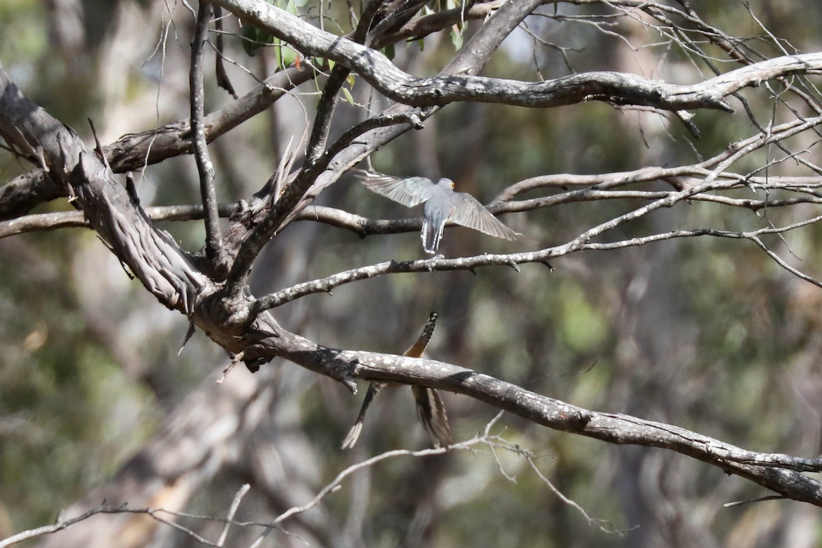 Fan-tailed Cuckoo - ML617347202