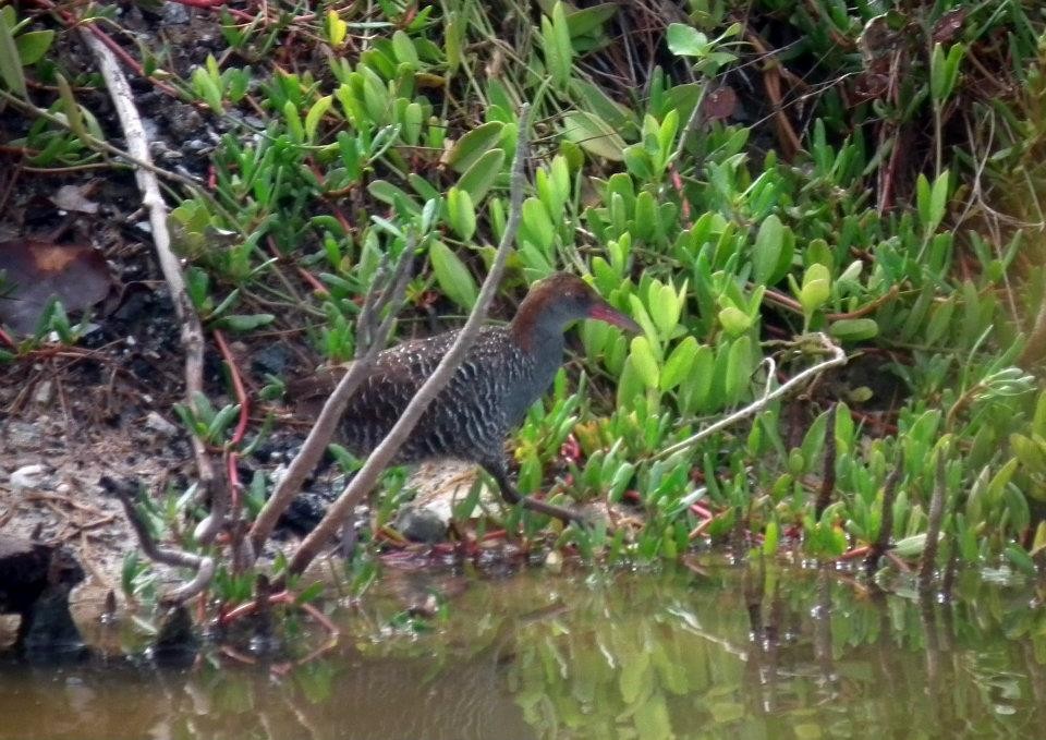 Slaty-breasted Rail - ML617347205