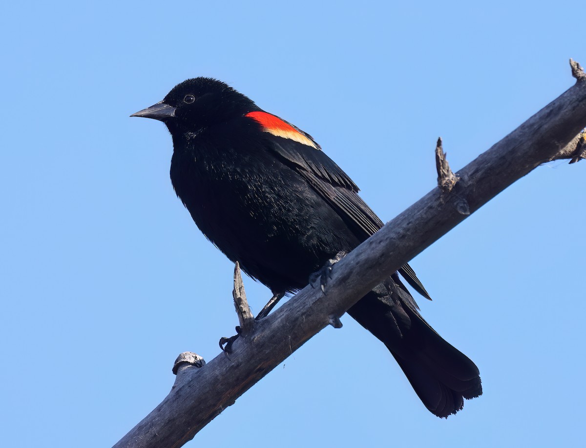 Red-winged Blackbird - Matt Yawney
