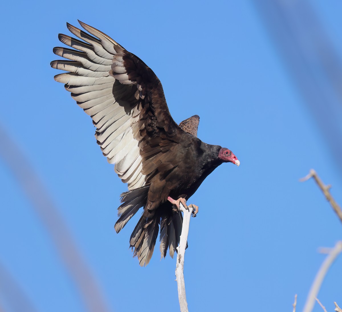 Turkey Vulture - Matt Yawney