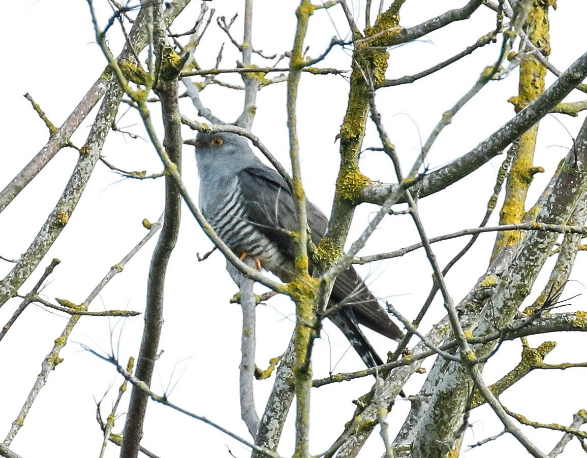 Common Cuckoo - Michael Hoare