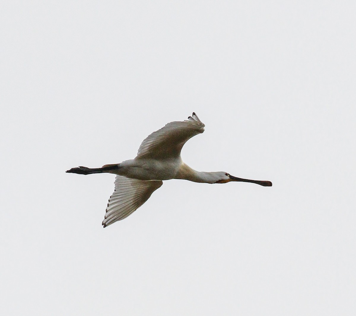 Eurasian Spoonbill - Michael Hoare