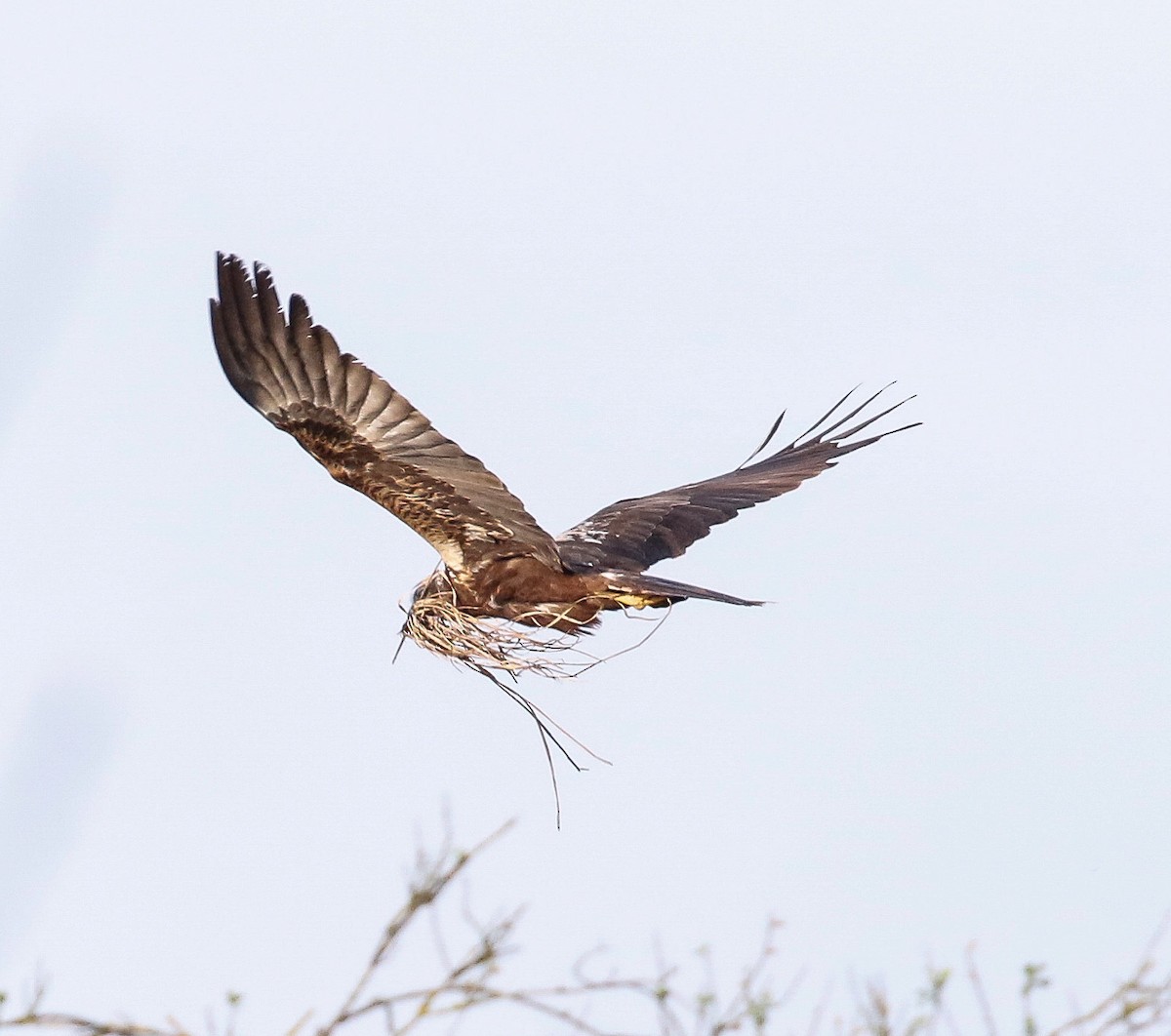 Western Marsh Harrier - Michael Hoare