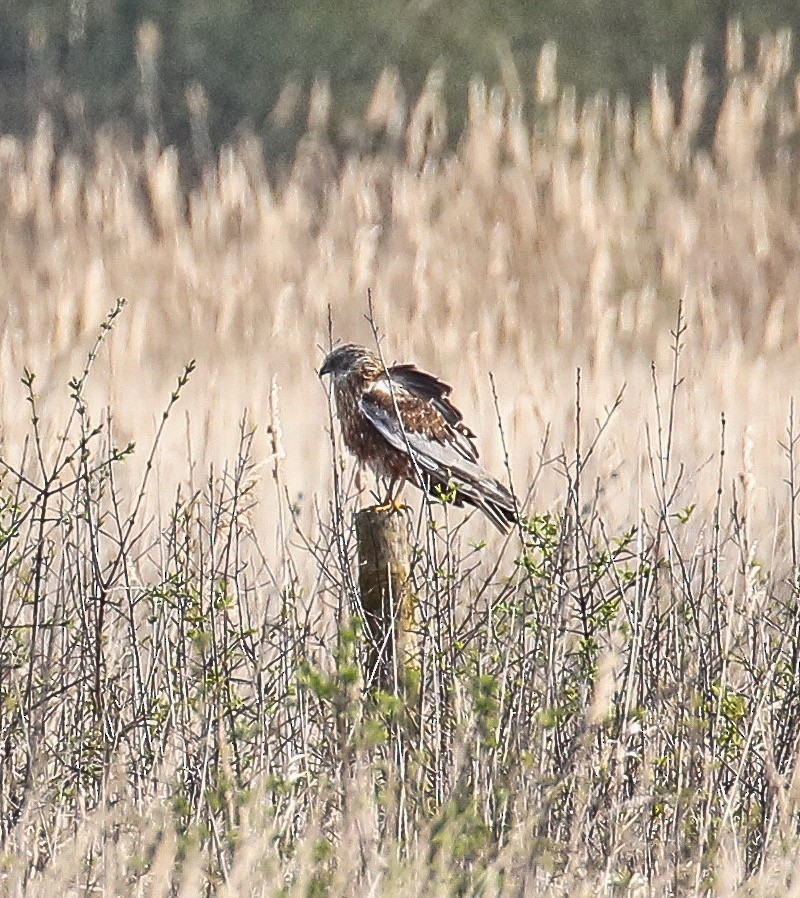 Western Marsh Harrier - Michael Hoare