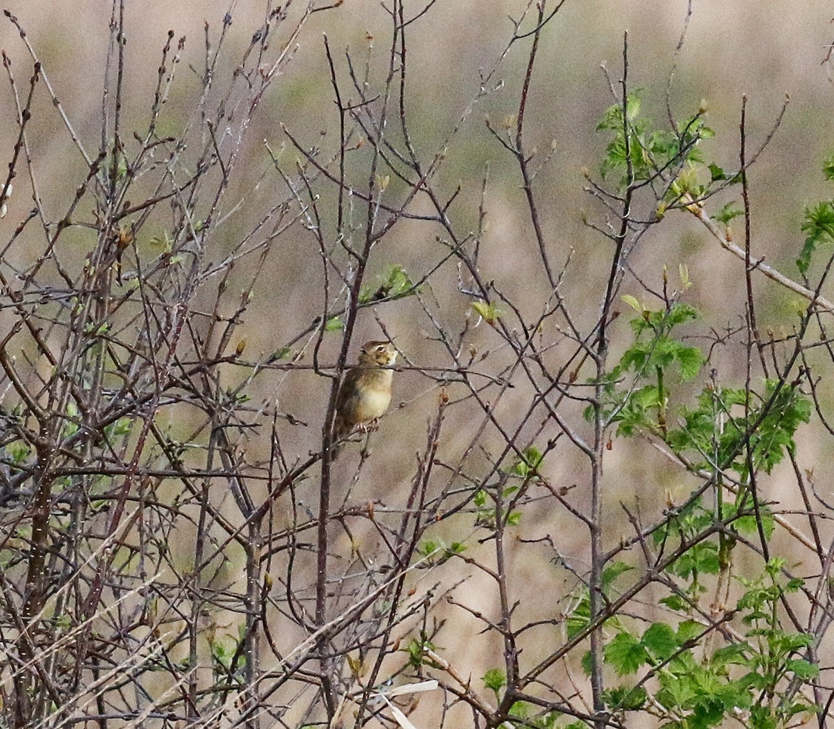 Common Grasshopper Warbler - Michael Hoare