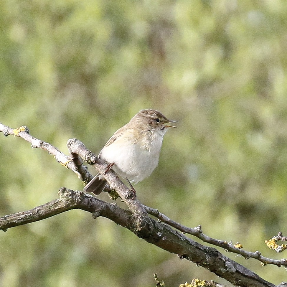 Common Chiffchaff - Michael Hoare