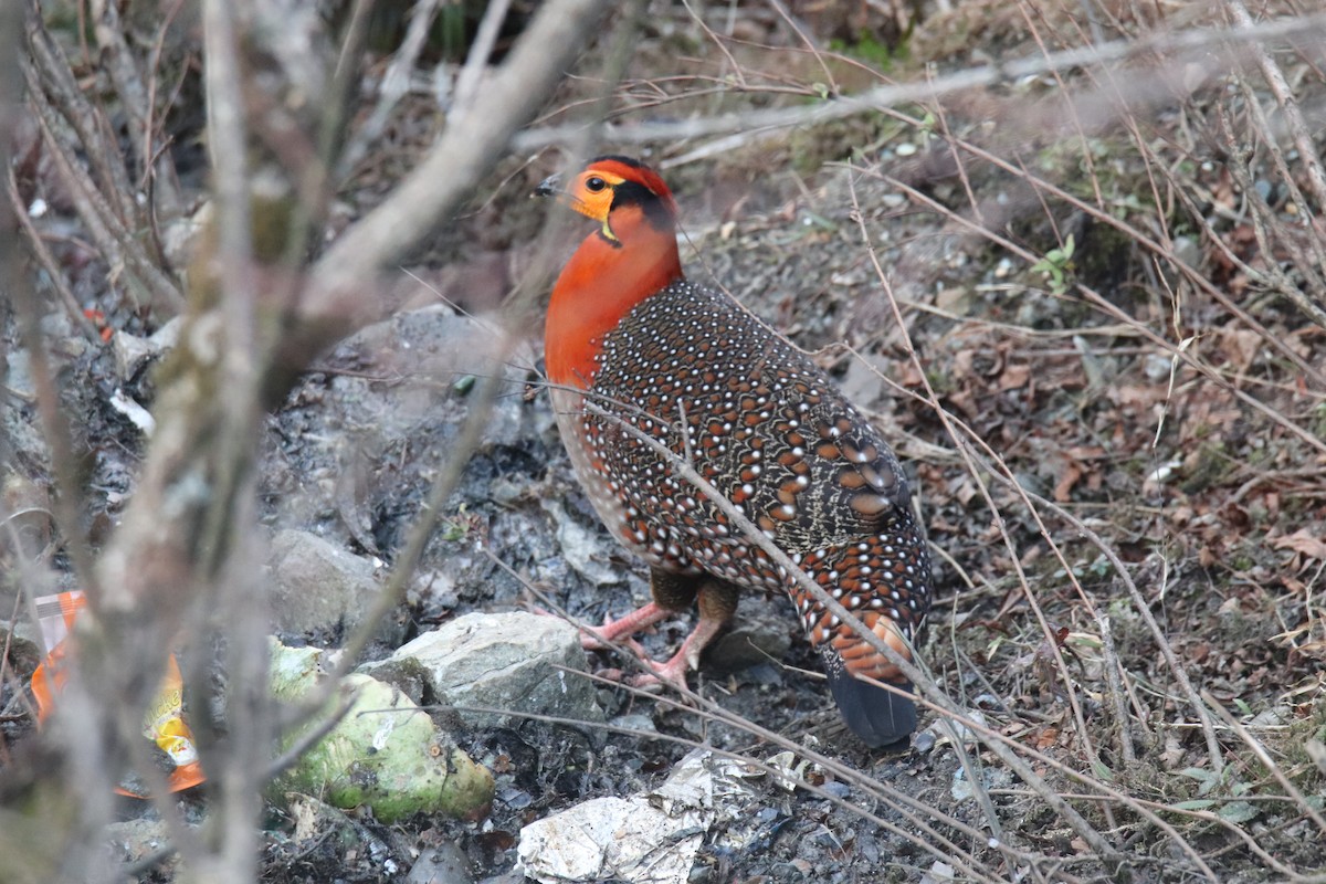 Blyth's Tragopan - Praveen H N