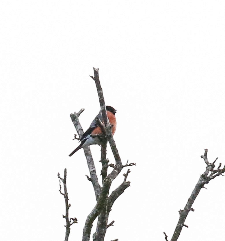 Eurasian Bullfinch - Michael Hoare