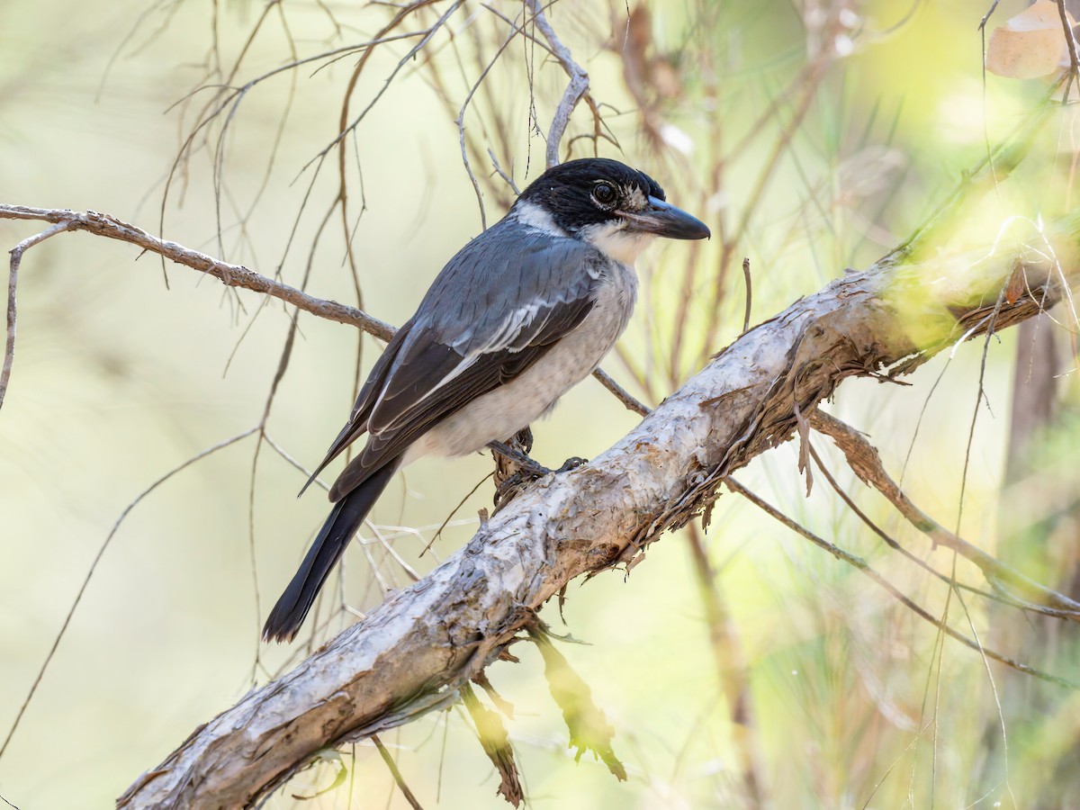 Gray Butcherbird - ML617347290