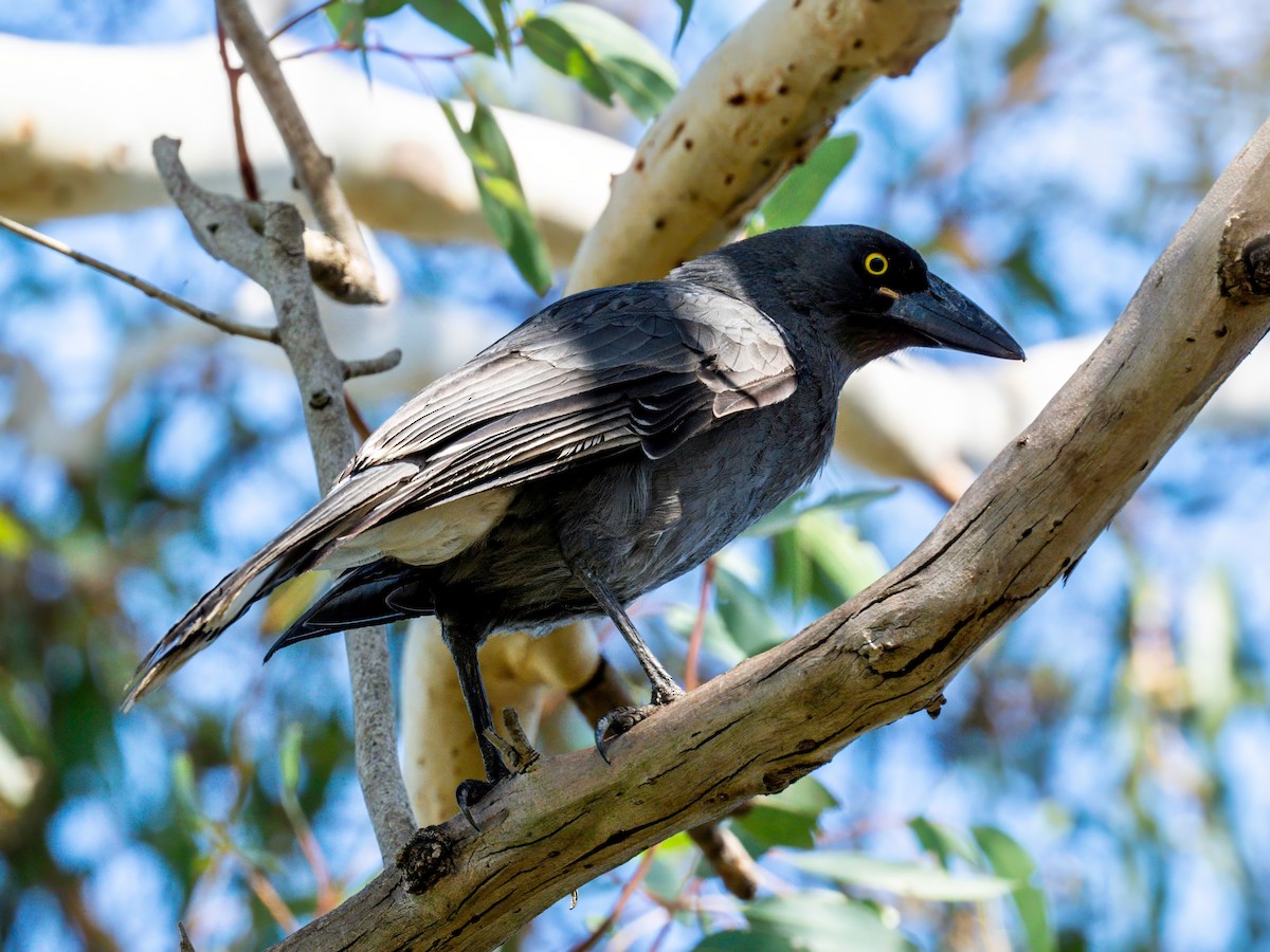 Gray Currawong - ML617347292