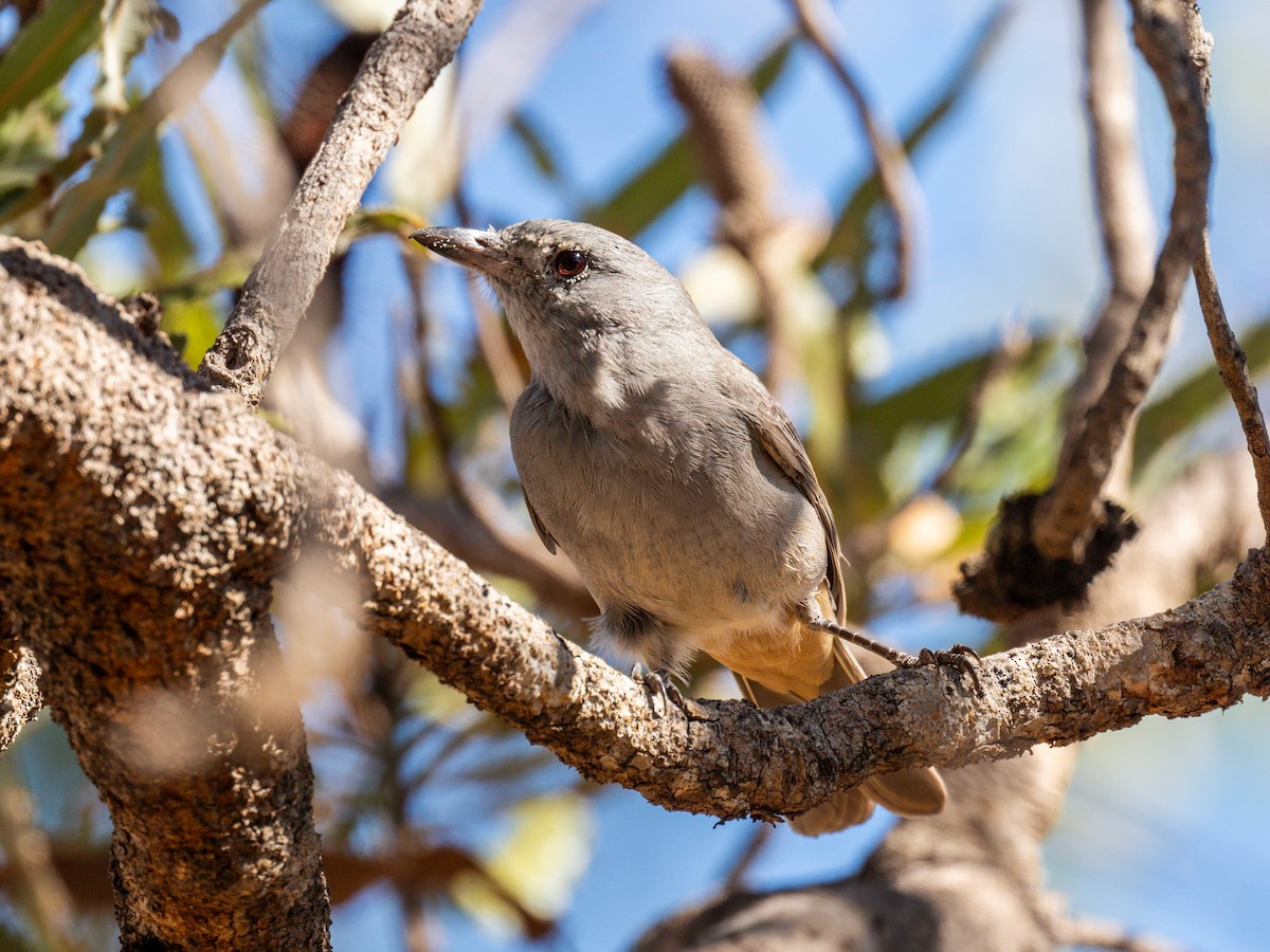 Gray Shrikethrush - Michael Sanders