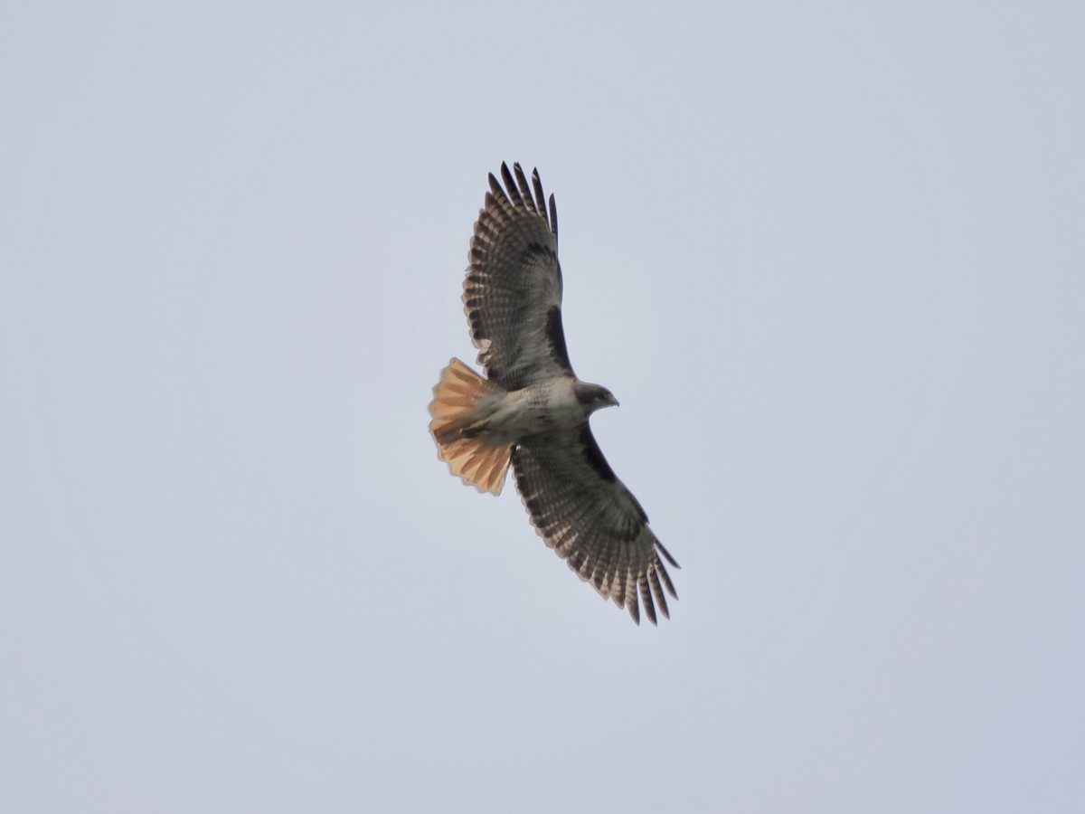 Red-tailed Hawk - ML617347334