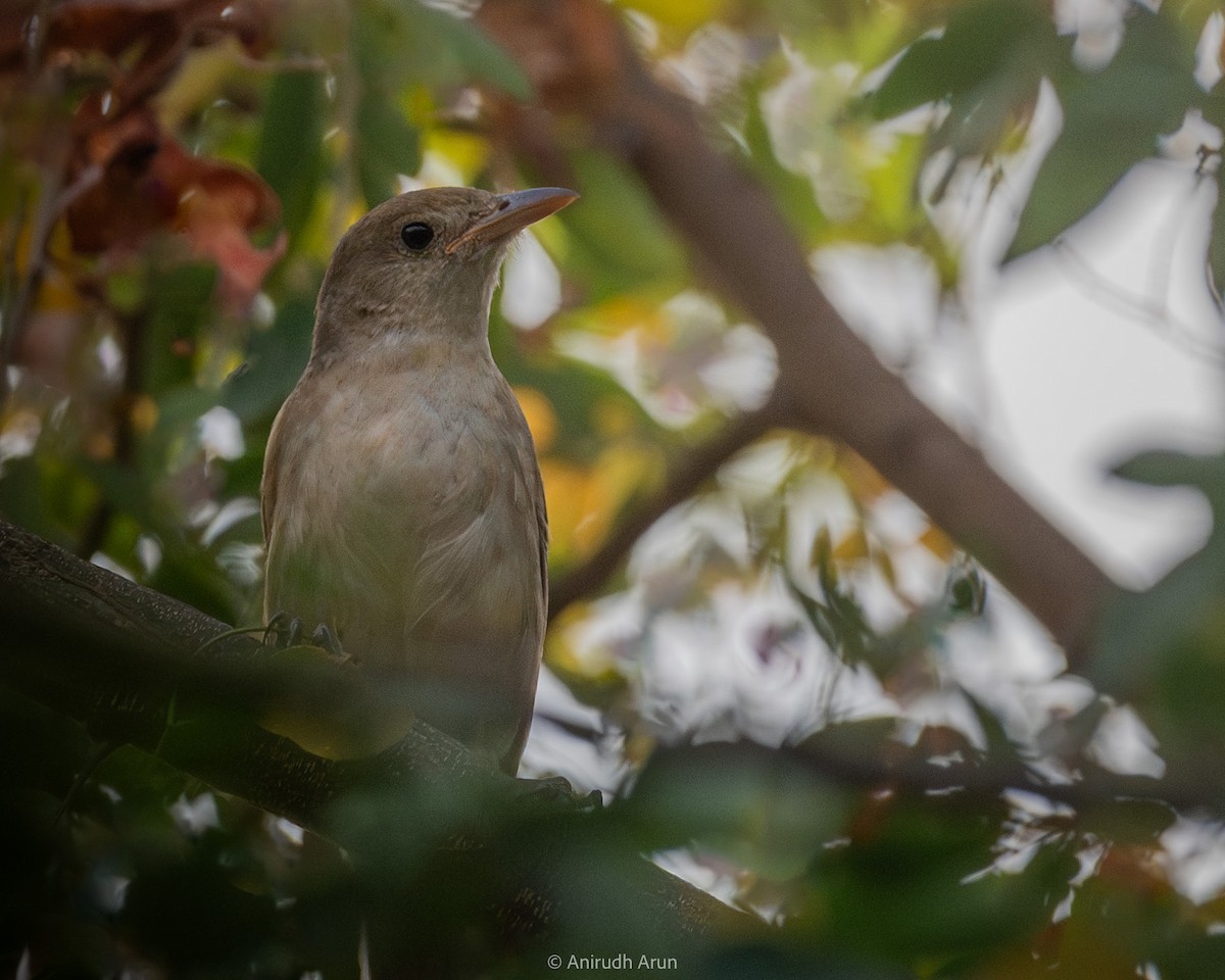 Thick-billed Warbler - ML617347342