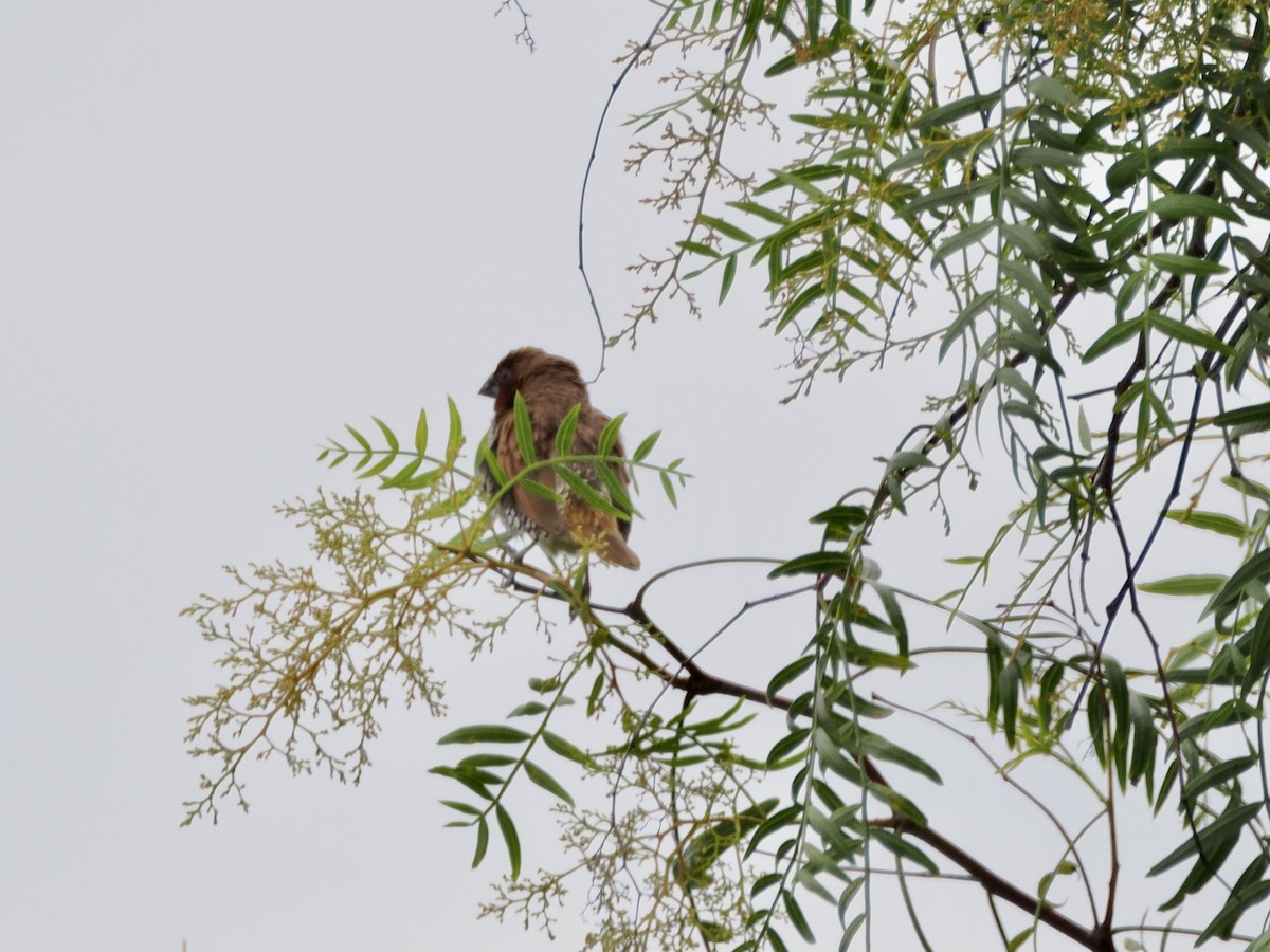 Scaly-breasted Munia - ML617347343