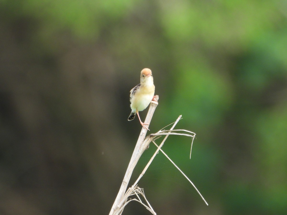 Golden-headed Cisticola - ML617347378