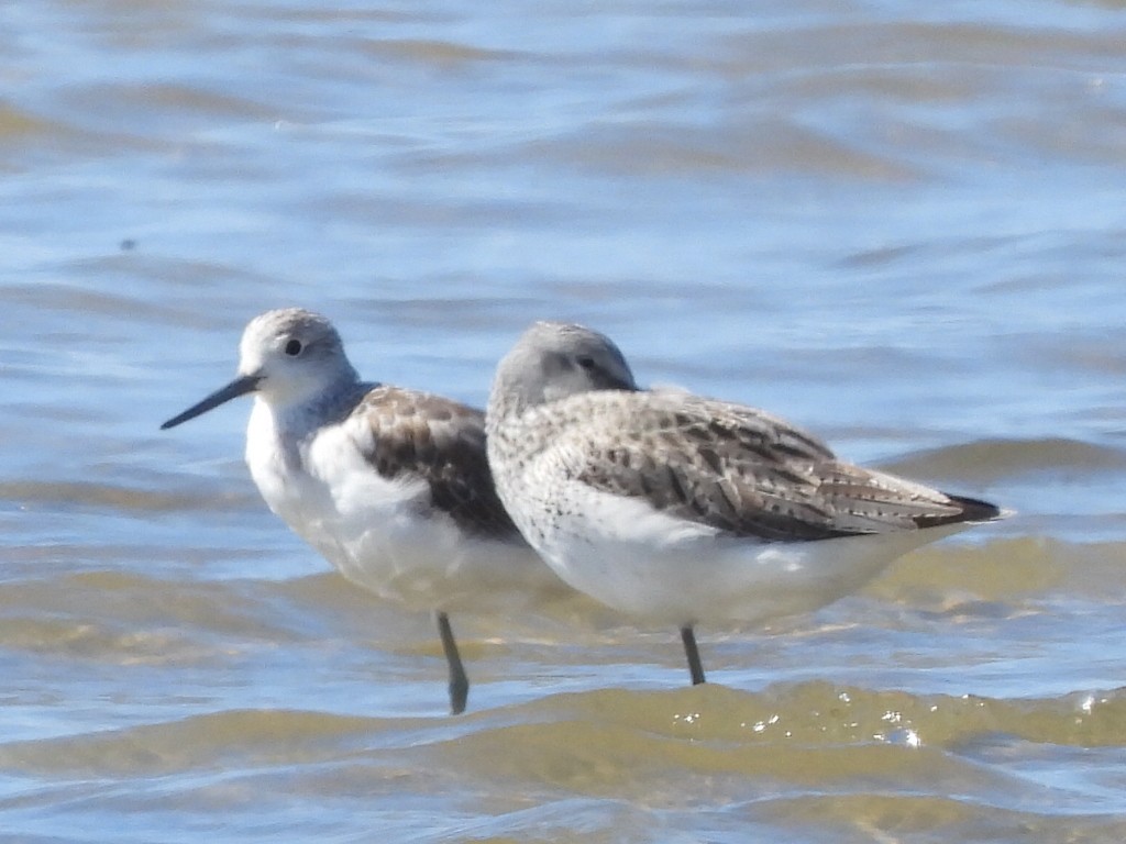 Common Greenshank - ML617347383