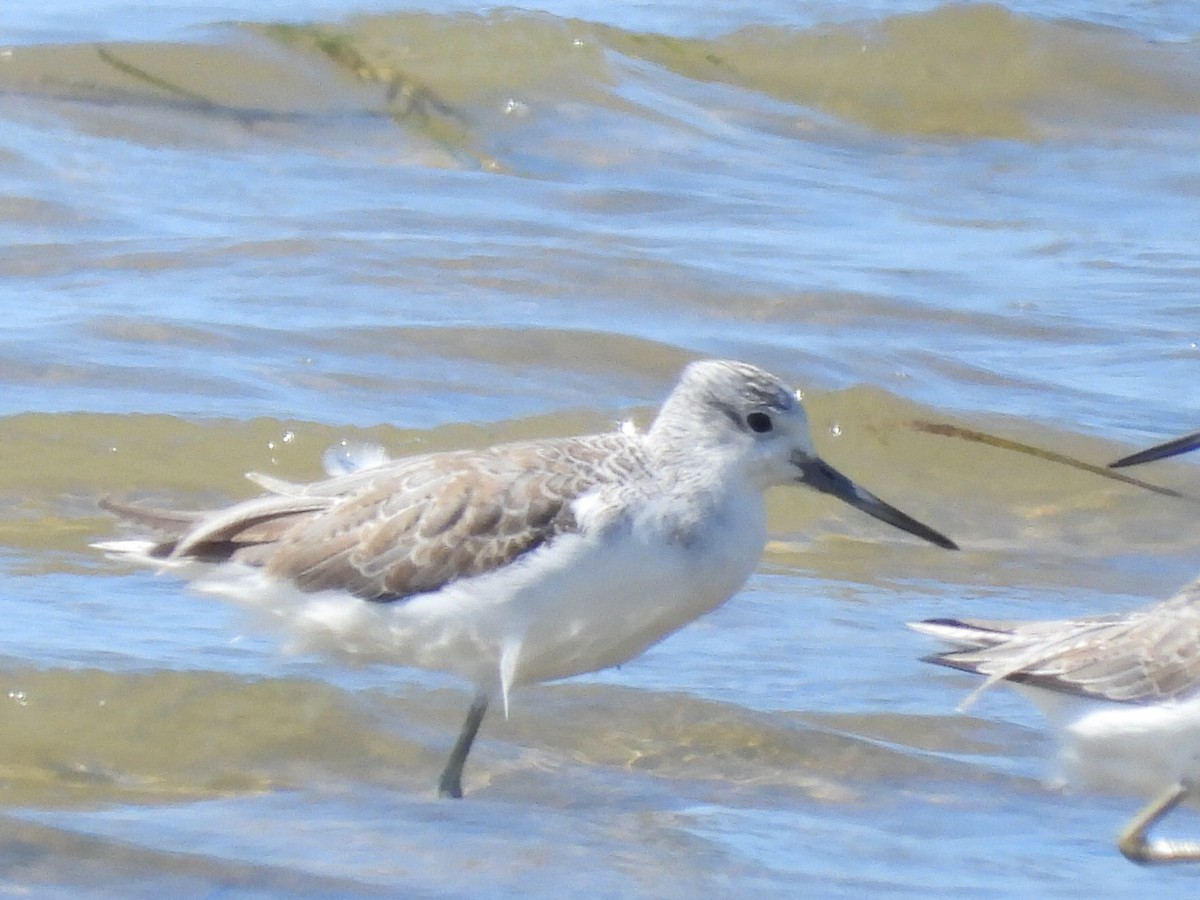 Common Greenshank - ML617347384