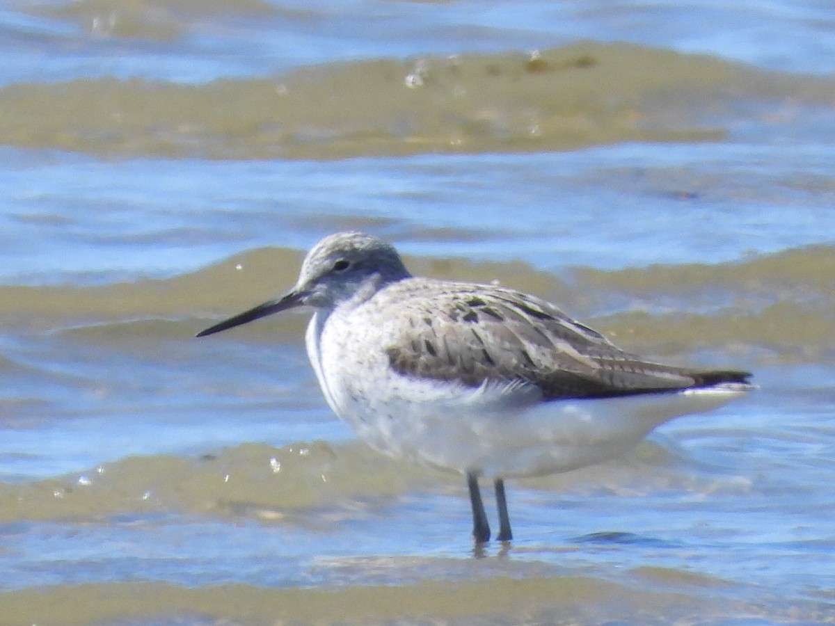 Common Greenshank - ML617347385