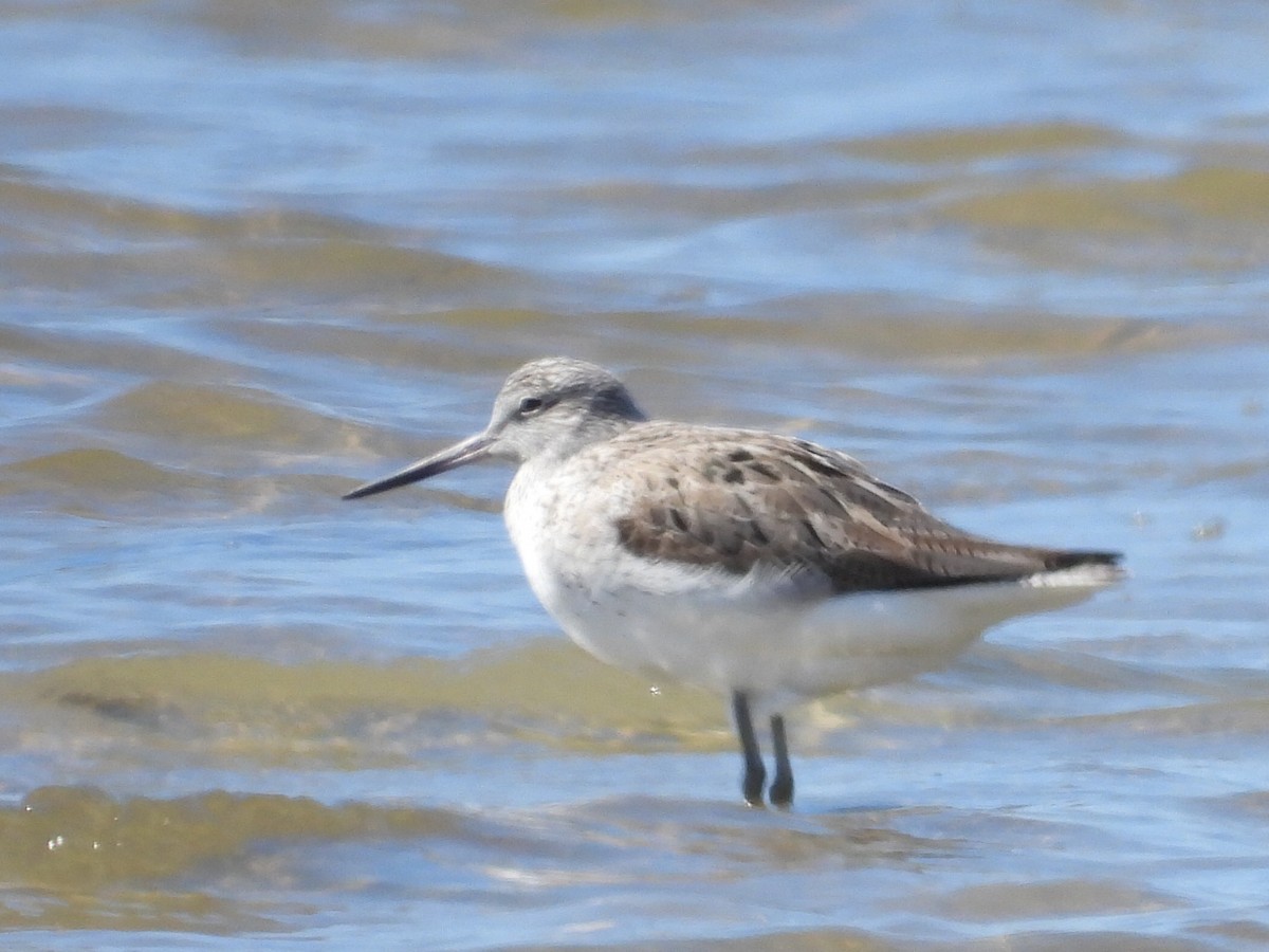 Common Greenshank - ML617347386