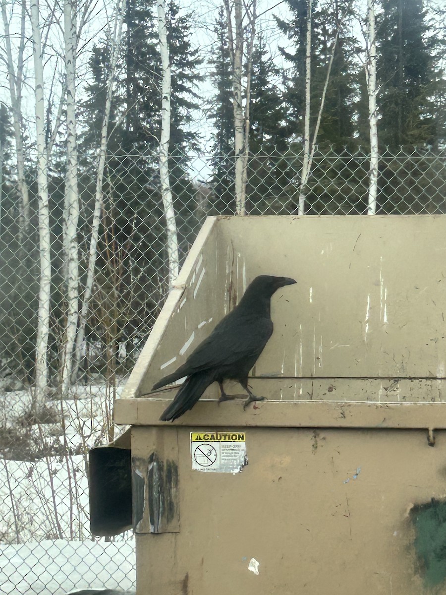 Common Raven - ML617347392