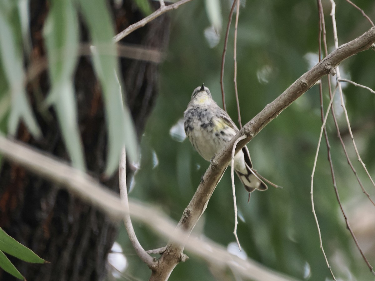 Yellow-rumped Warbler - ML617347407