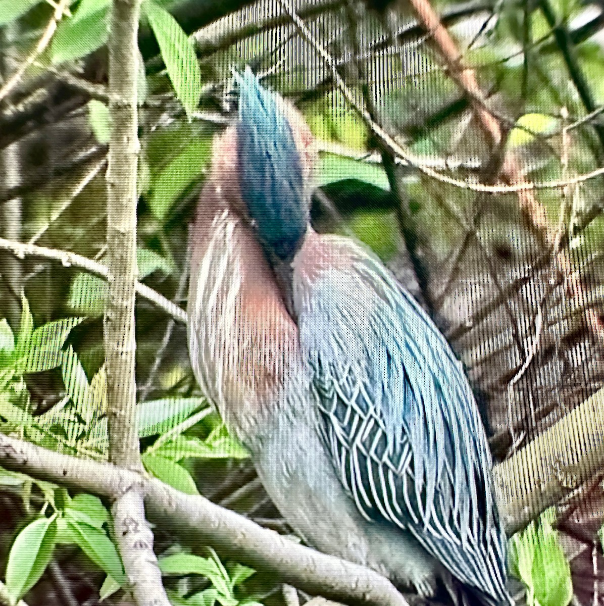 Green Heron - ML617347437