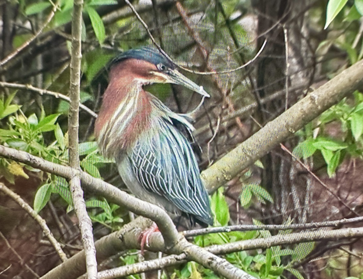 Green Heron - ML617347439