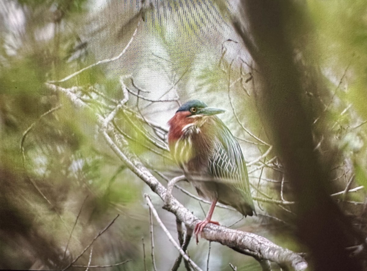 Green Heron - ML617347451