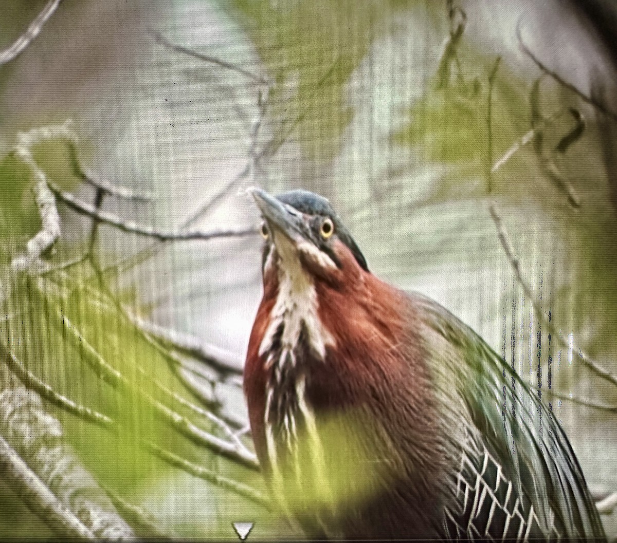 Green Heron - ML617347455