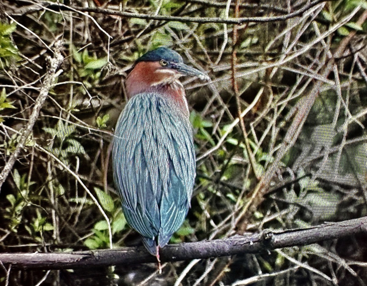 Green Heron - ML617347477