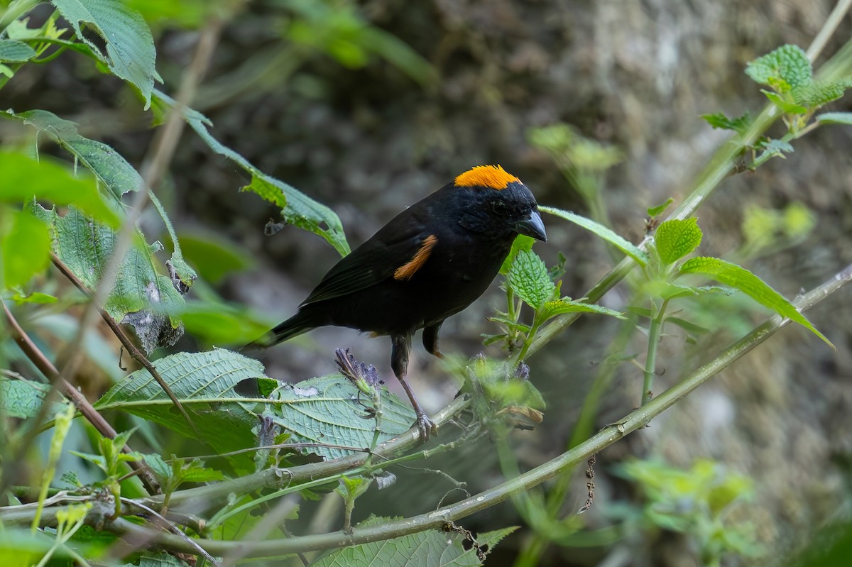 Gold-naped Finch - Aditya Rao