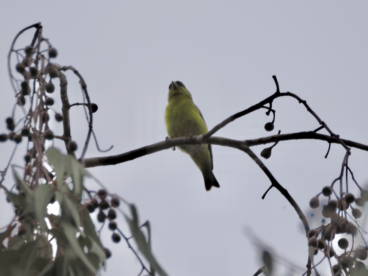 Lesser Goldfinch - Isa Dav