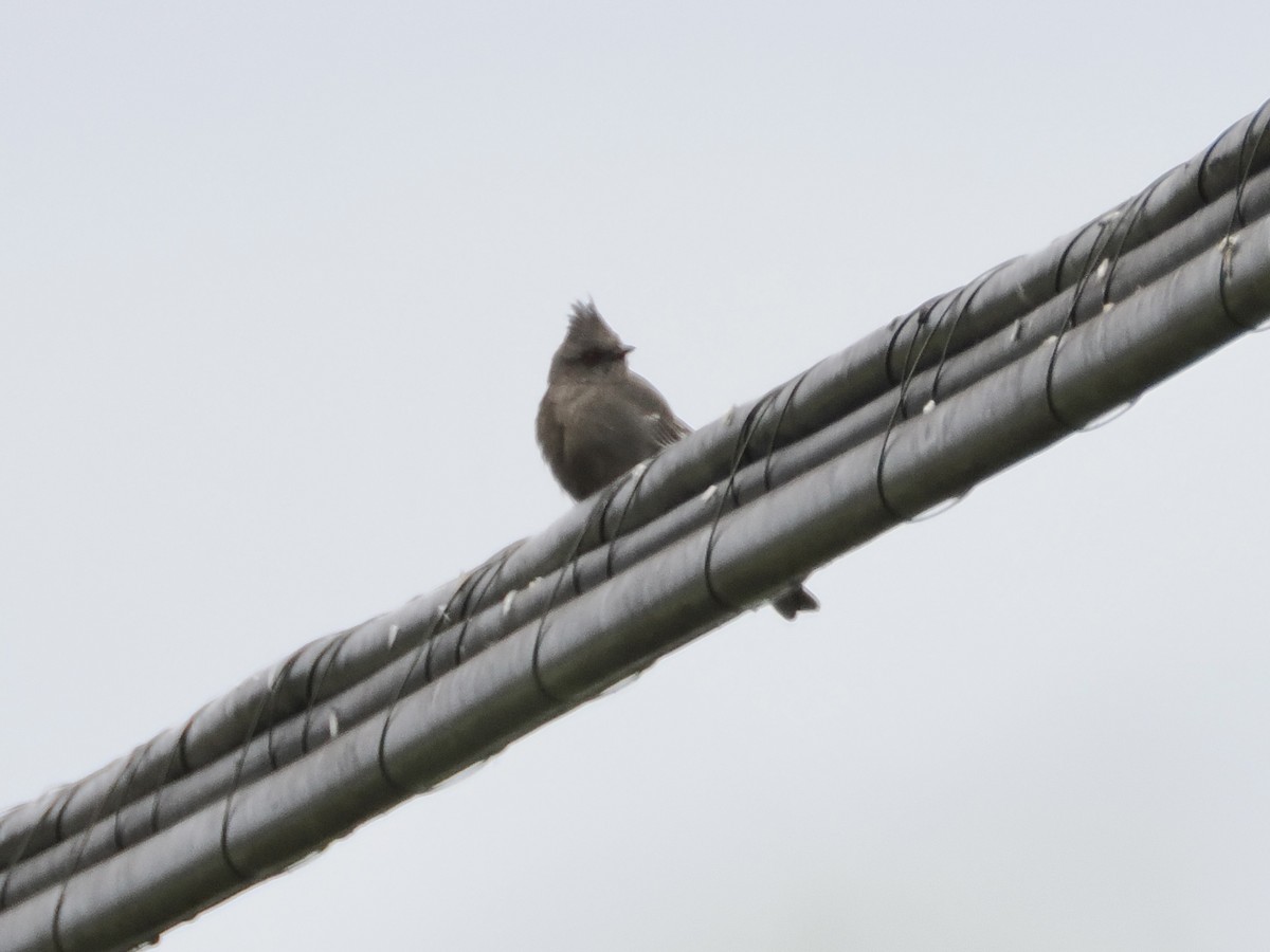 Phainopepla - Isa Dav