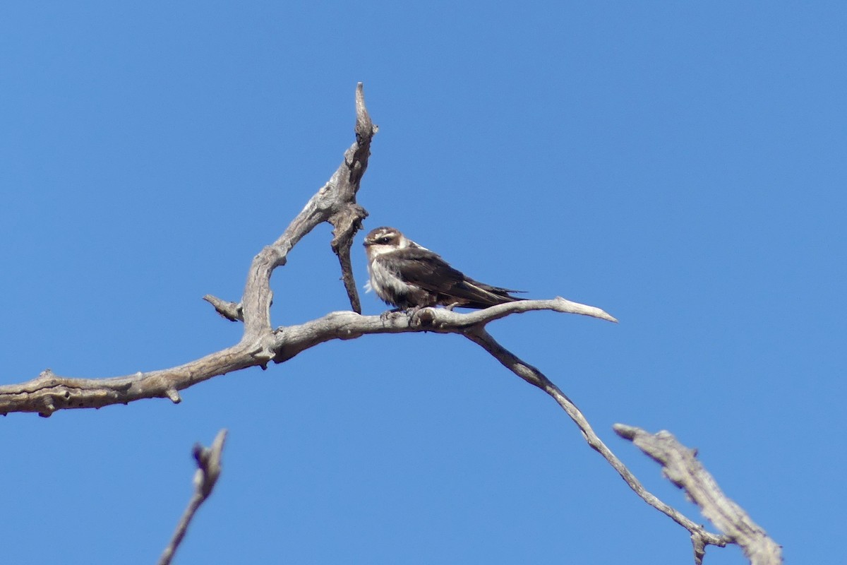 White-backed Swallow - ML617347609