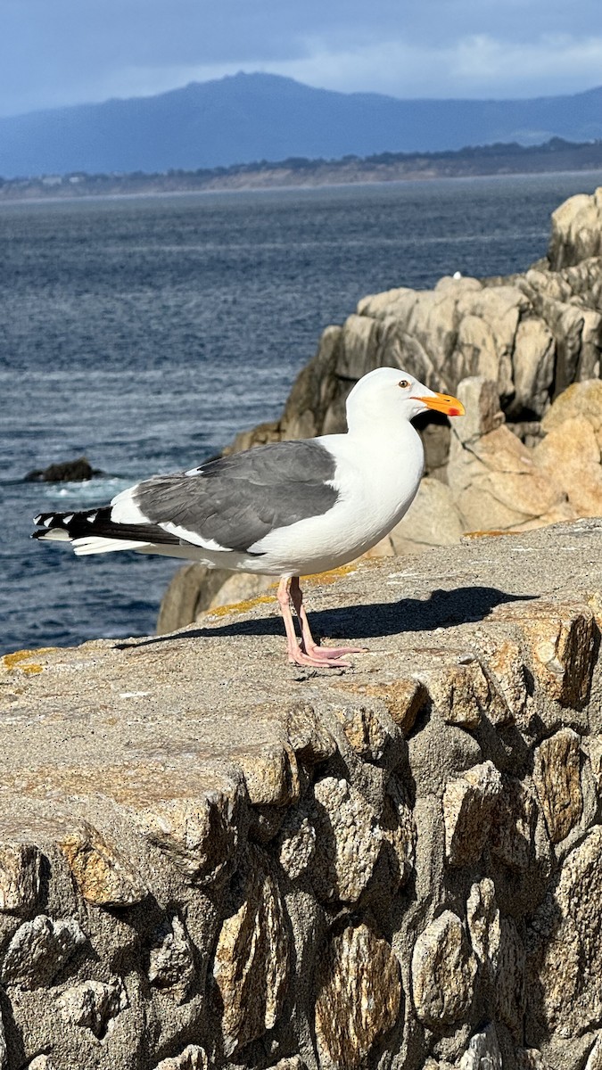 Western Gull - ML617347622