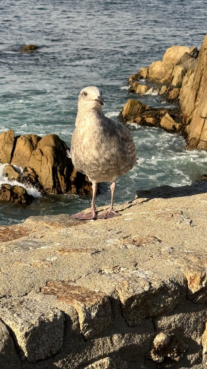 Western Gull - ML617347623