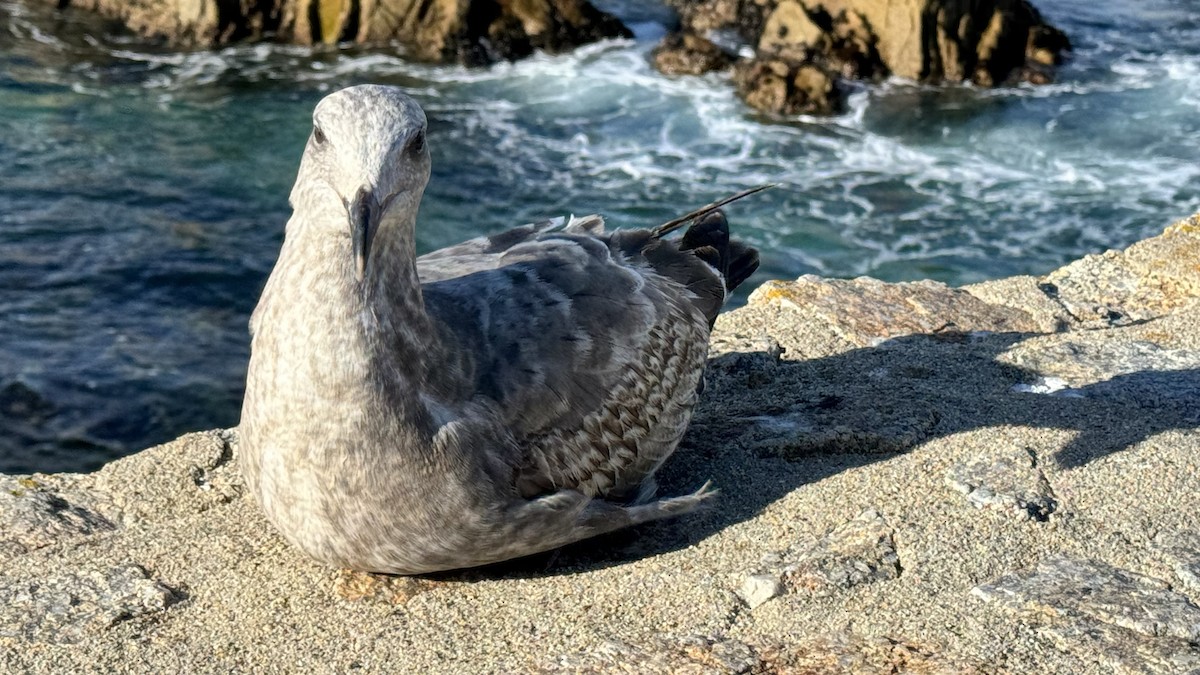 Western Gull - ML617347626