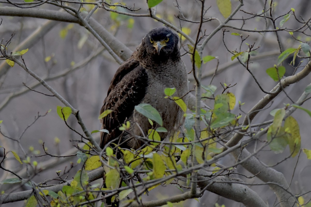 Haubenschlangenadler - ML617347670